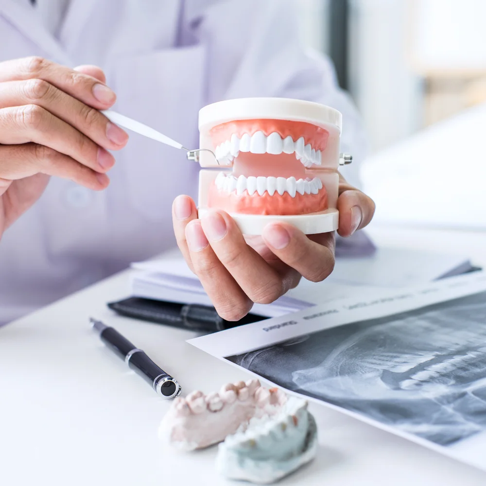 Dentist demonstrating teeth structure using a dental model during patient consultation at Hanlon Creek Dental in Guelph ON